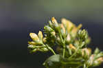 Spotted St. Johnswort